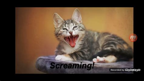 catscram|cat screaming sound effect.